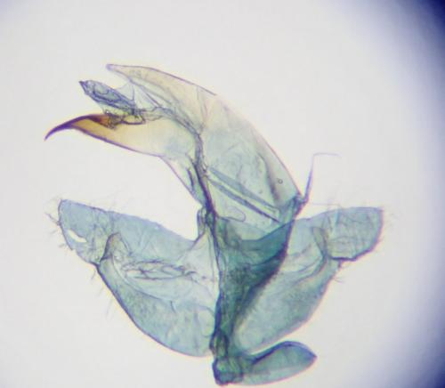 Réf. 253 006 : Borkhausenia nefrax